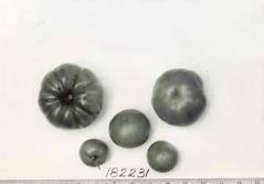 Click for 1 image(s) for this accession. FRUIT